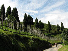Temi Tea Garden in het zuiden van Sikkim