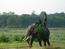 Olifant in het Chitwan National Park in Nepal