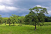 Chitwan National Park, een oase van groen