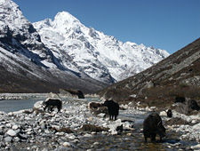 Yaks in een rivier nabij Langtang